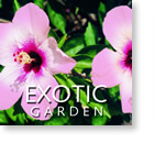 Aroma: Exotic Garden